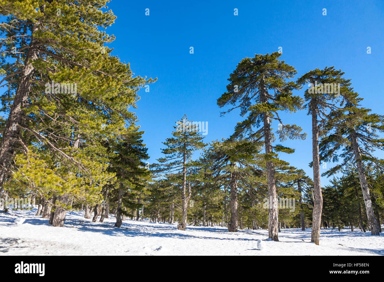 Malerischen Winterlandschaft mit Schnee und blauer Himmel im Troodos-Gebirge auf Zypern Stockfoto