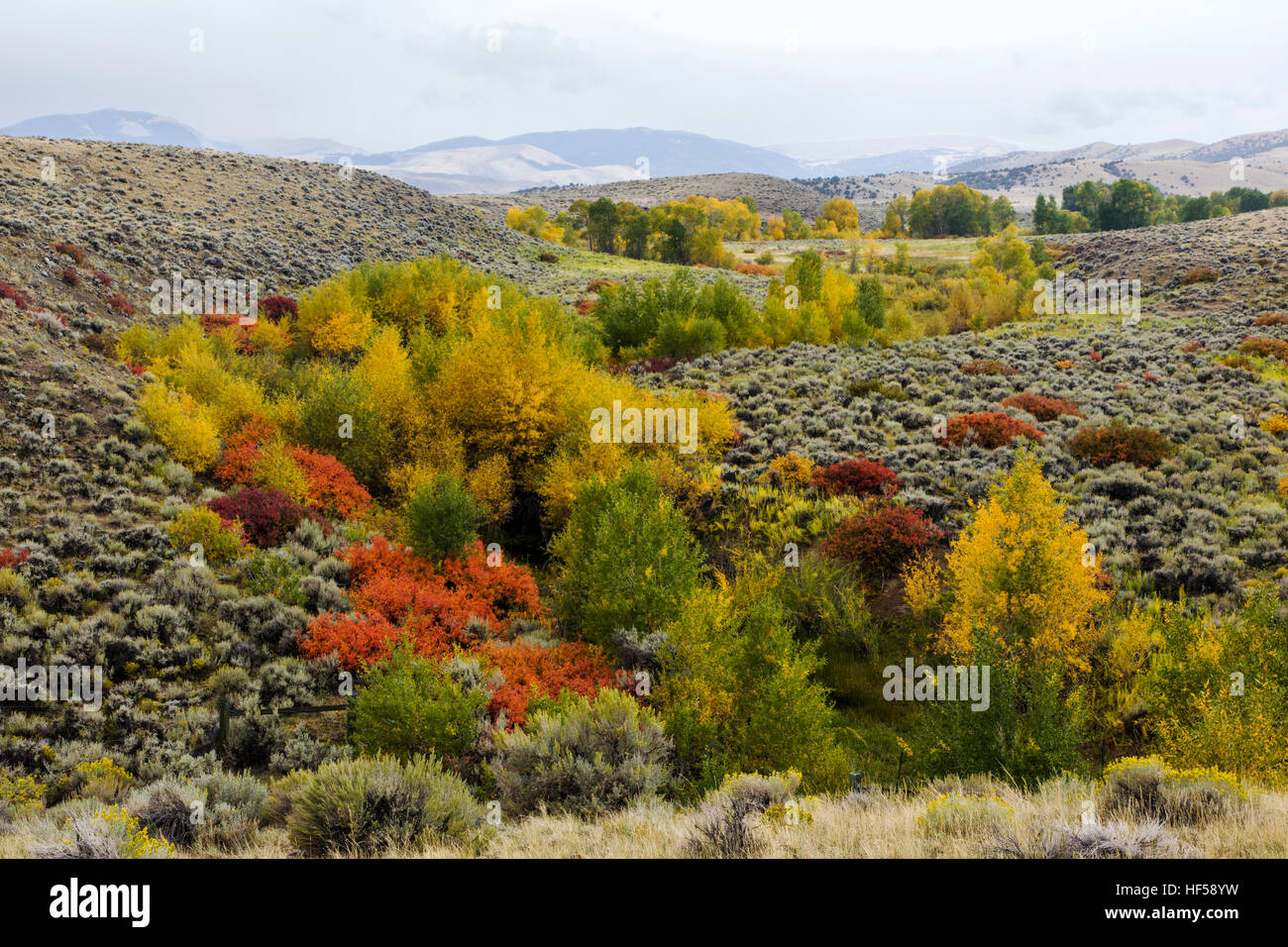 Farben des Herbstes in eine Drainage in der Nähe von Crowheart, Wyoming, USA.  Von RT. 287 Stockfoto