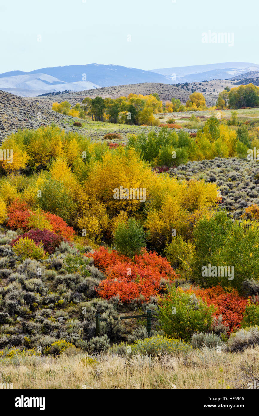 Farben des Herbstes in eine Drainage in der Nähe von Crowheart, Wyoming, USA.  Von RT. 287 Stockfoto