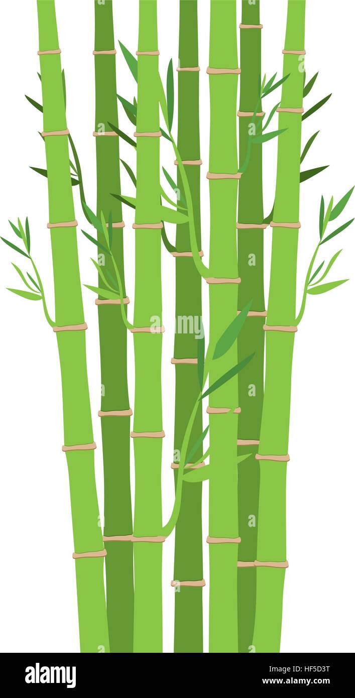 cactus 1459 Fairy Castle Cactus (Acanthocereus tetragonus) – Cedar Bridge Botanicals