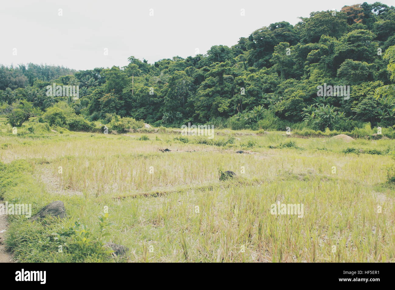 Feld, Rasen und Berg in Ilocos Stockfoto