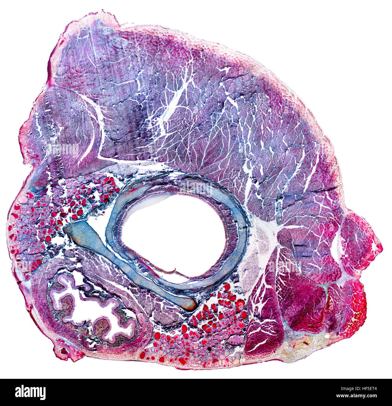 Full-Frame-mikroskopische gedreht, zeigt der Hals-Organe von einer Ratte Stockfoto