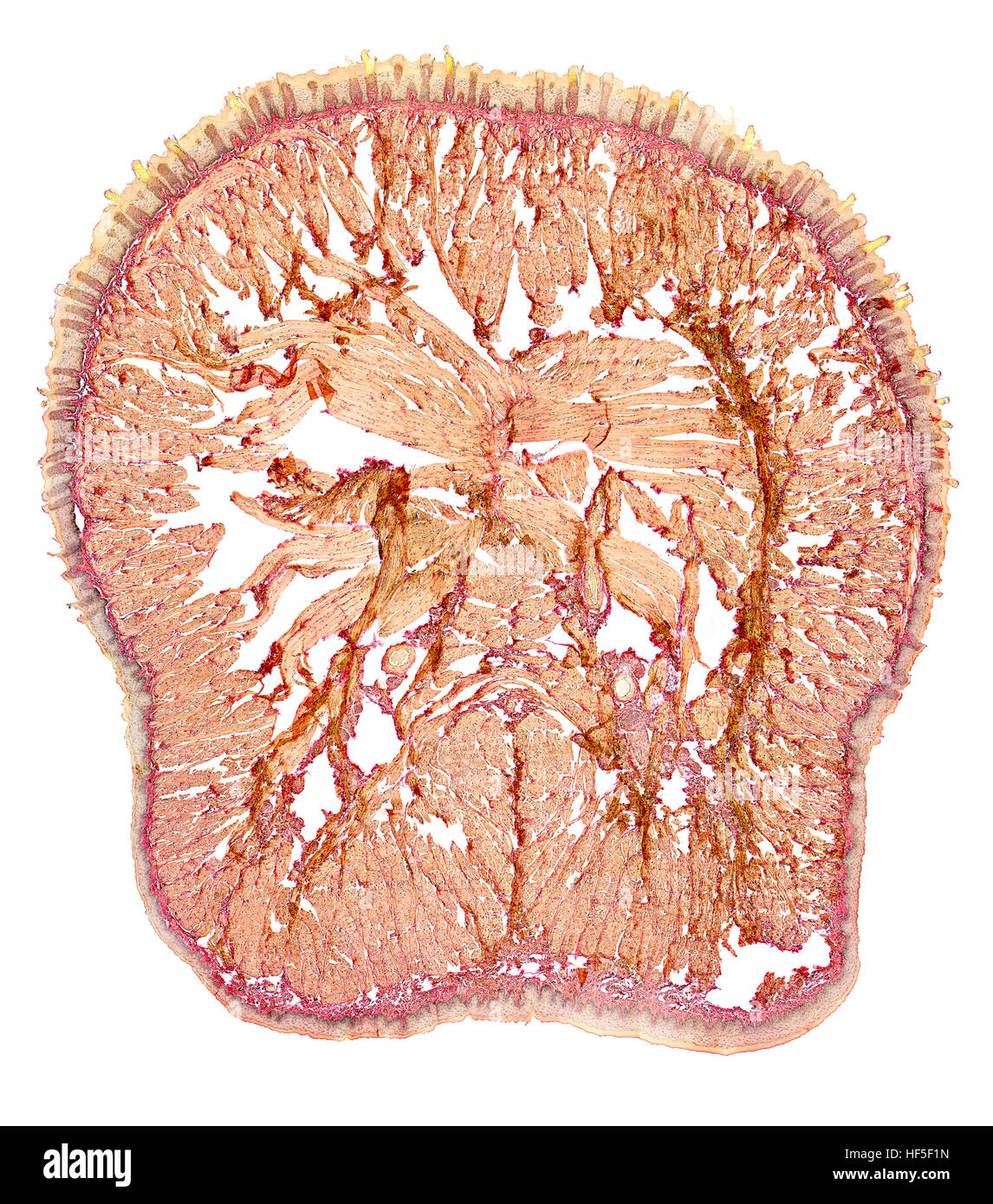 mikroskopisch kleine Querschnitt zeigt die Zunge einer Ratte Stockfoto