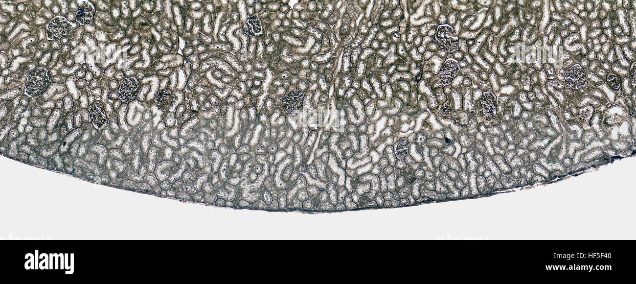 mikroskopisch kleine Querschnitt zeigt ein Detail der Niere aus einer Ratte Stockfoto