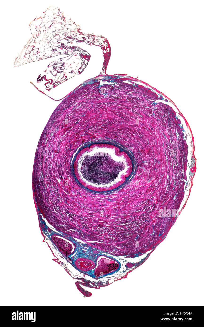 Mikrographie des Querschnitts von einem Ductus Deferens von einer Ratte Stockfoto