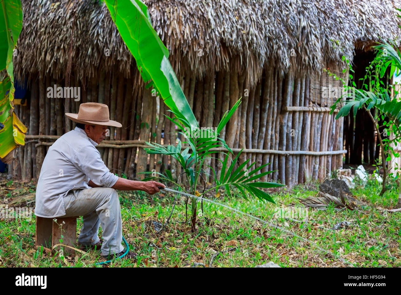 Maya Bauer Bewässerung des Gartens an der Seite seiner traditionellen Maya-Gras reetgedeckten Haus, Yucatan, Mexiko Stockfoto
