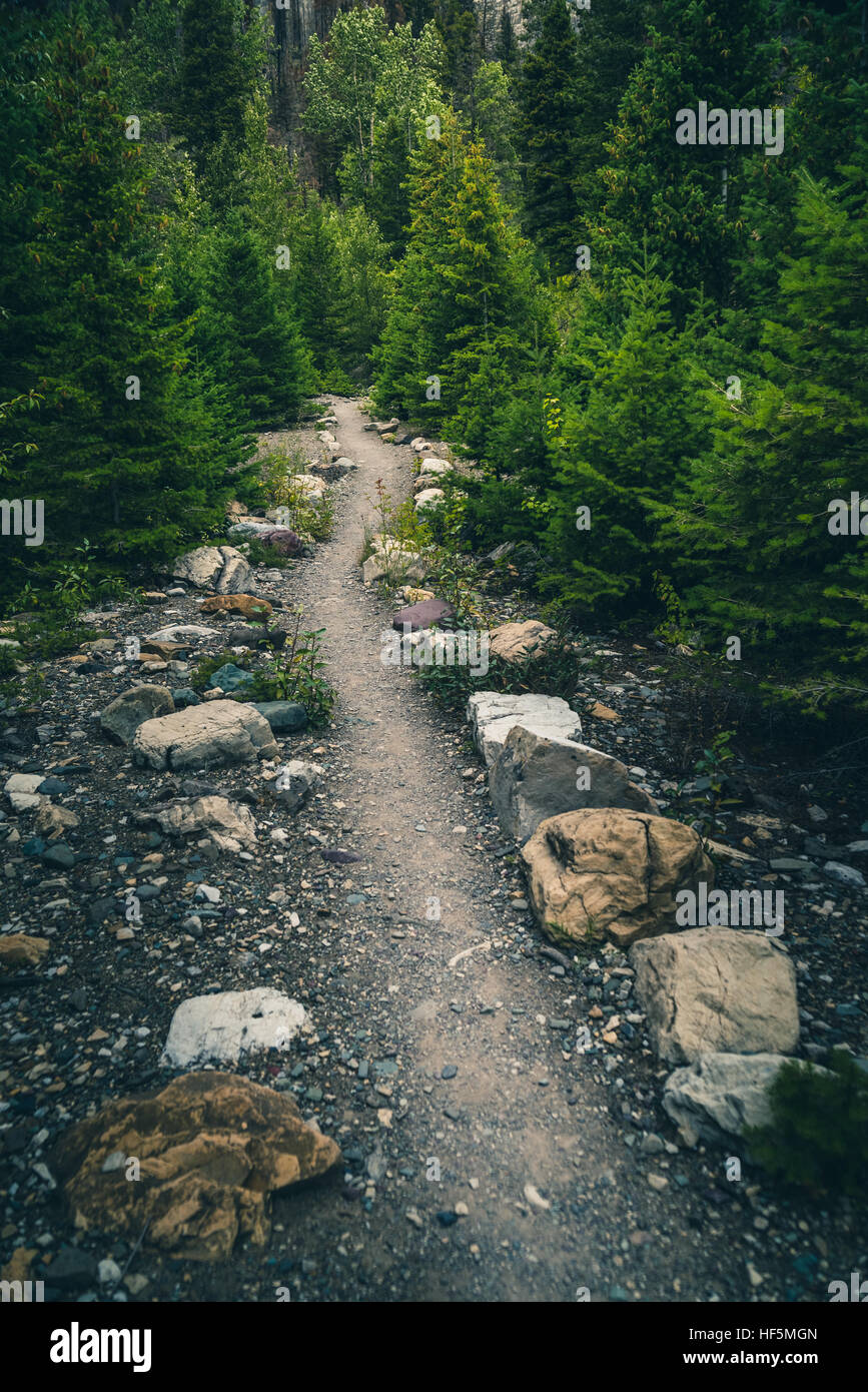 Wald, Wanderweg. Stockfoto