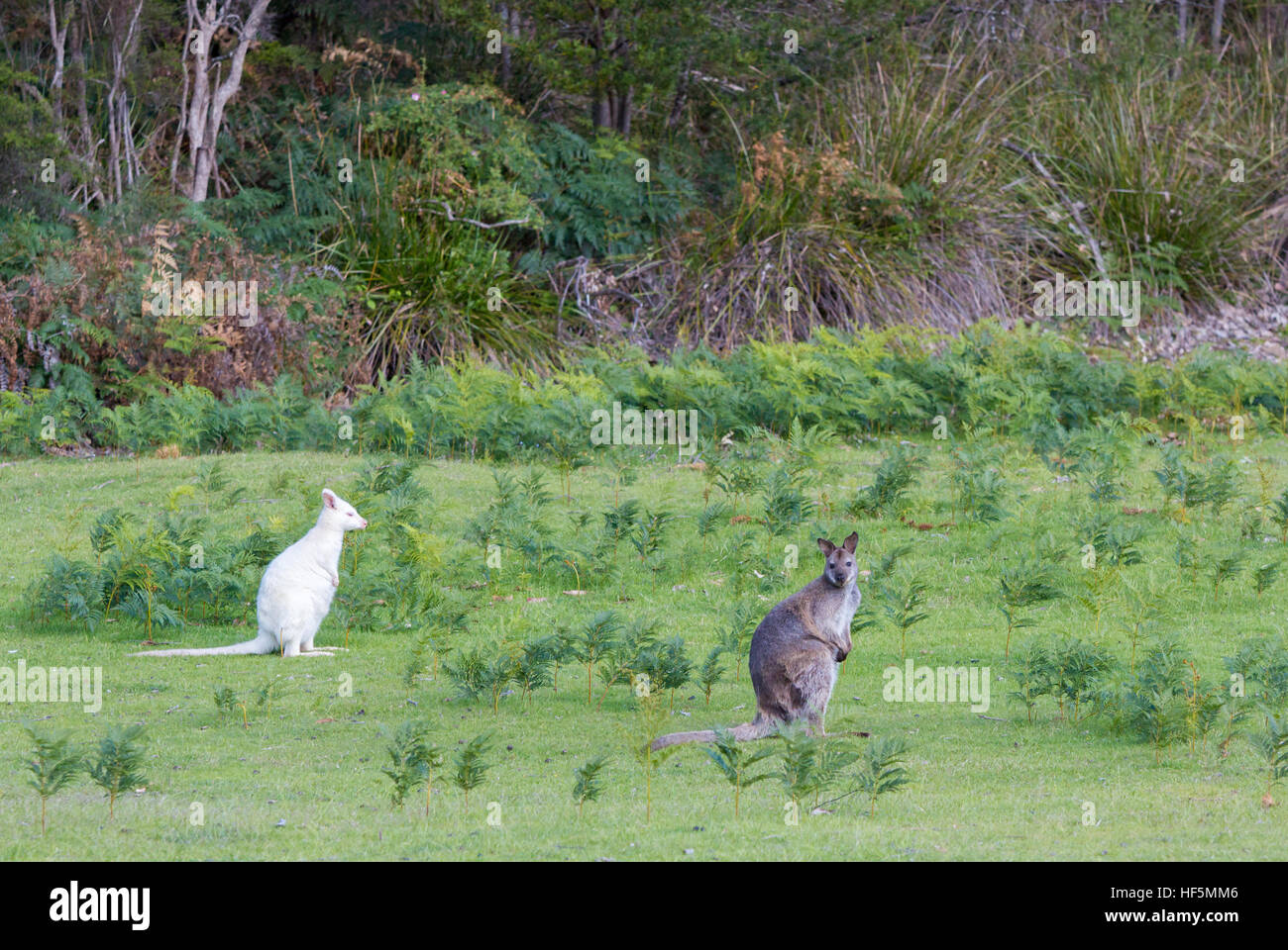 Weißen Albino Bennetts Wallaby mit braun grau Wallaby Stockfoto