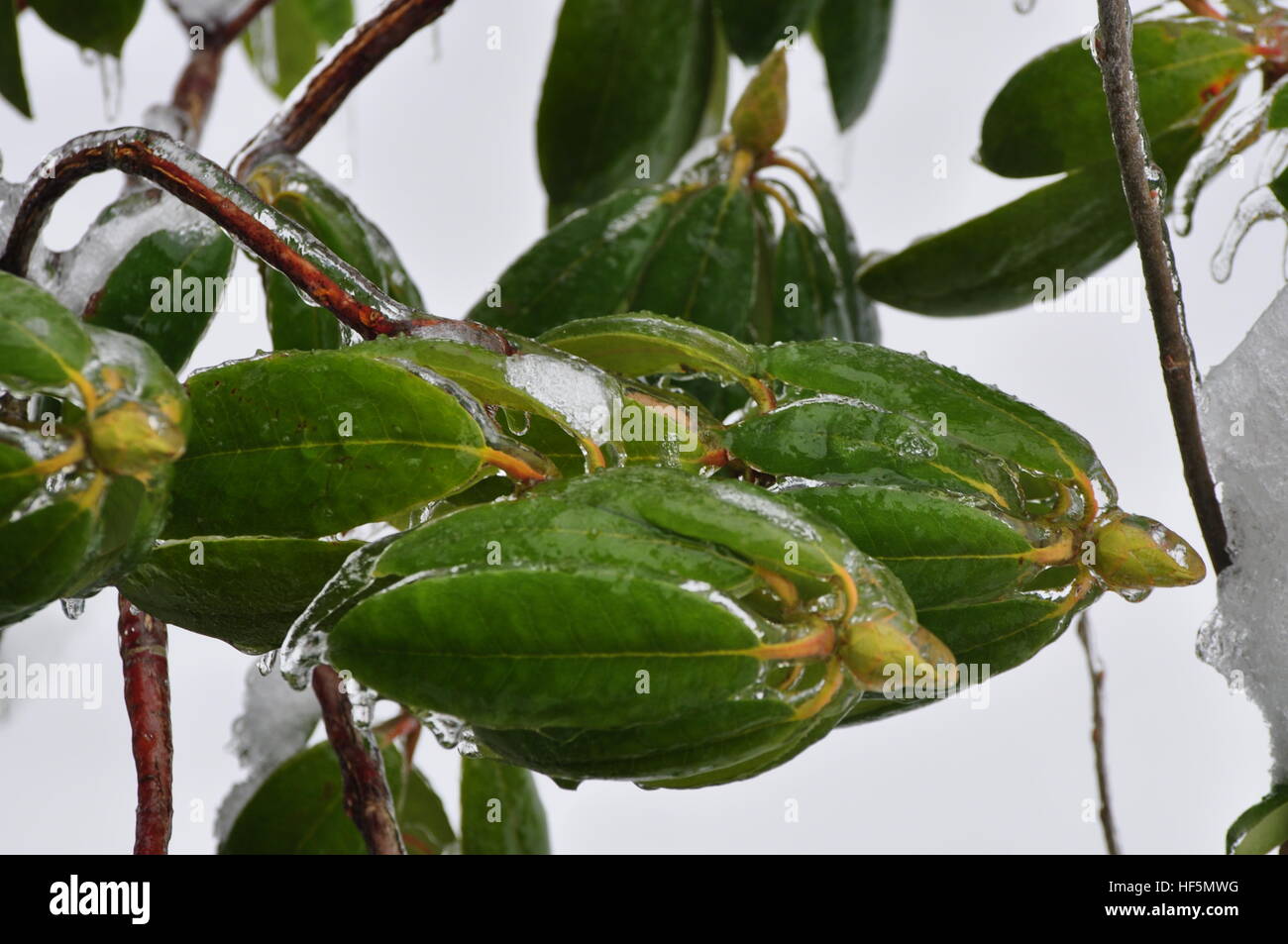 Eis ummantelt Rhododendron Blätter fotografiert in Shelton, WA, USA Stockfoto