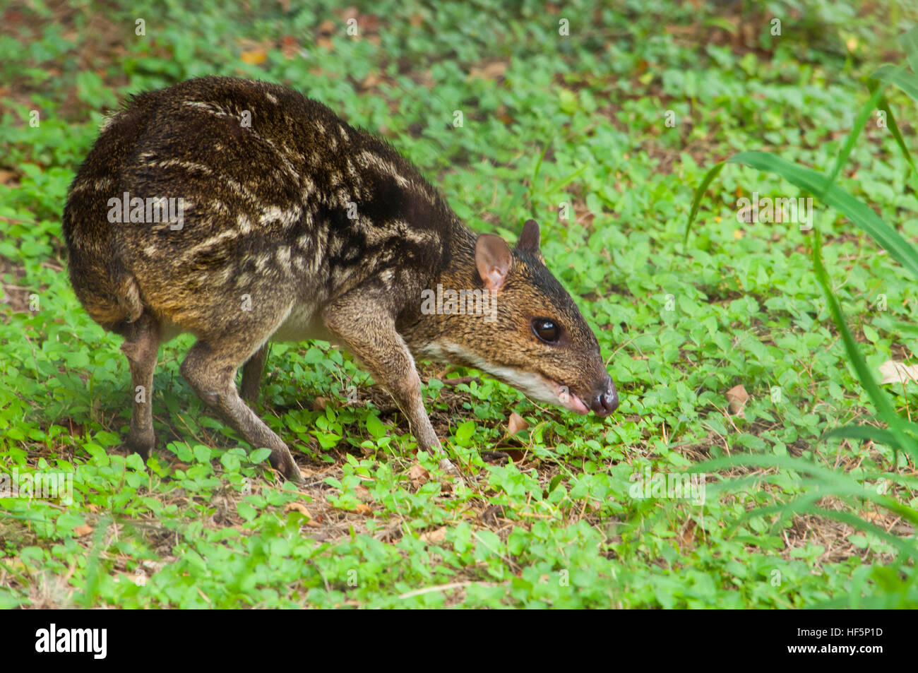 Indische entdeckt Chevrotain (Moschiola Indica) Stockfoto