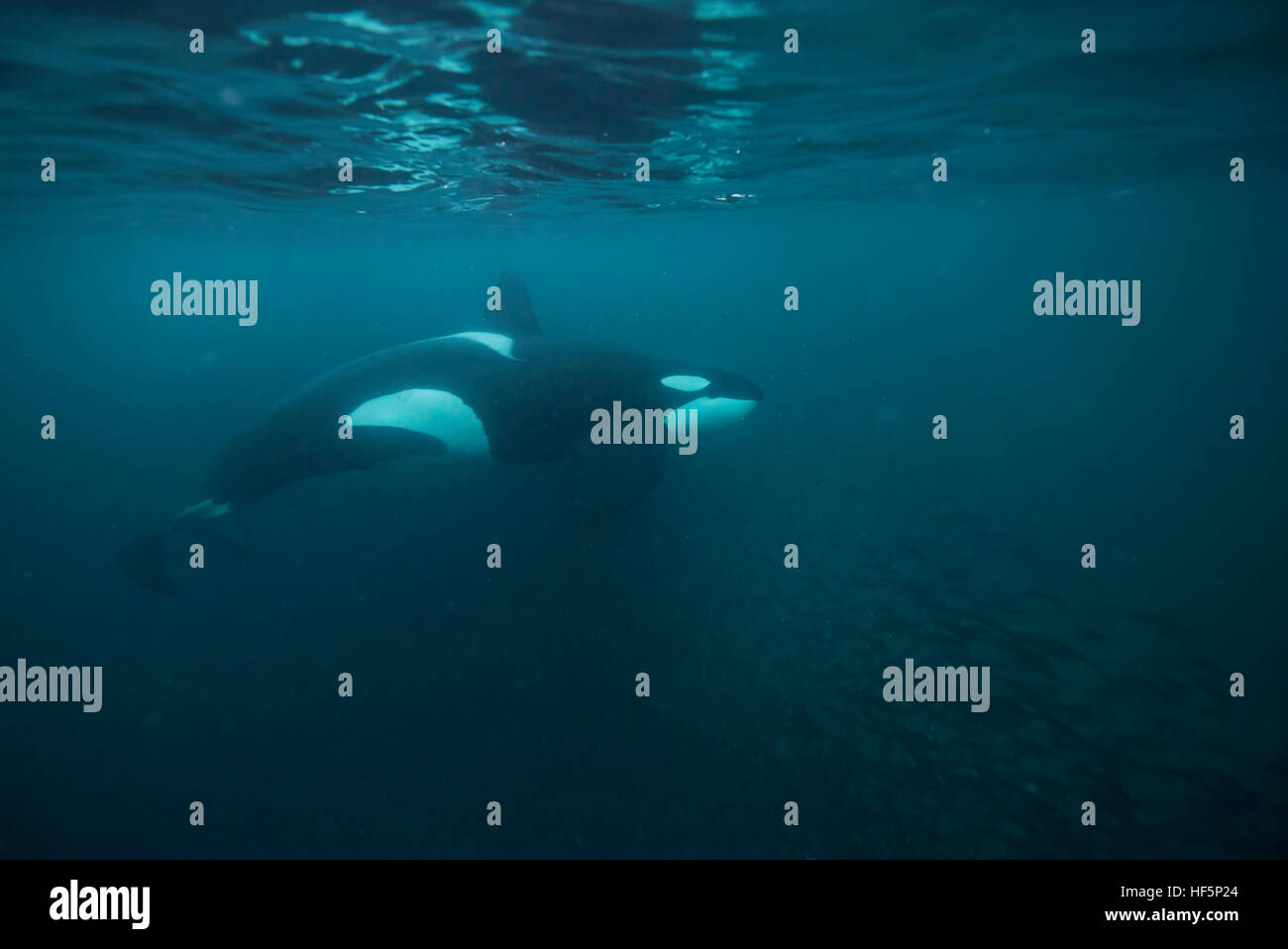 Männliche orca über einen Hering bait Kugel auf, Nördliche Norwegen zu füttern in Angriff zu nehmen. Stockfoto