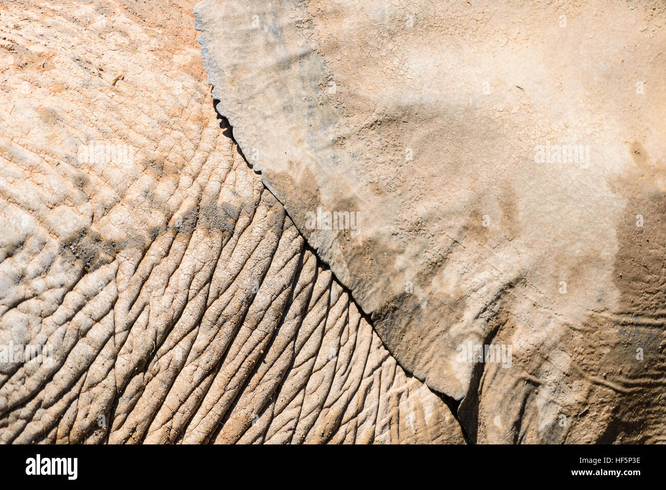 Elefanten Haut abstrakte Textur Hintergrund Stockfoto