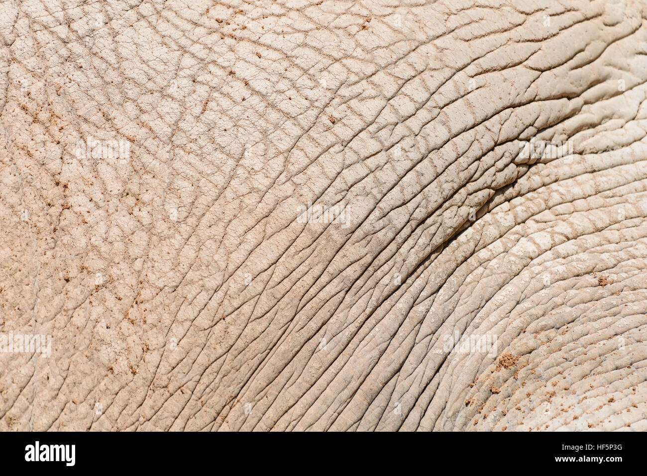 Elefanten Haut abstrakte Textur Hintergrund Stockfoto