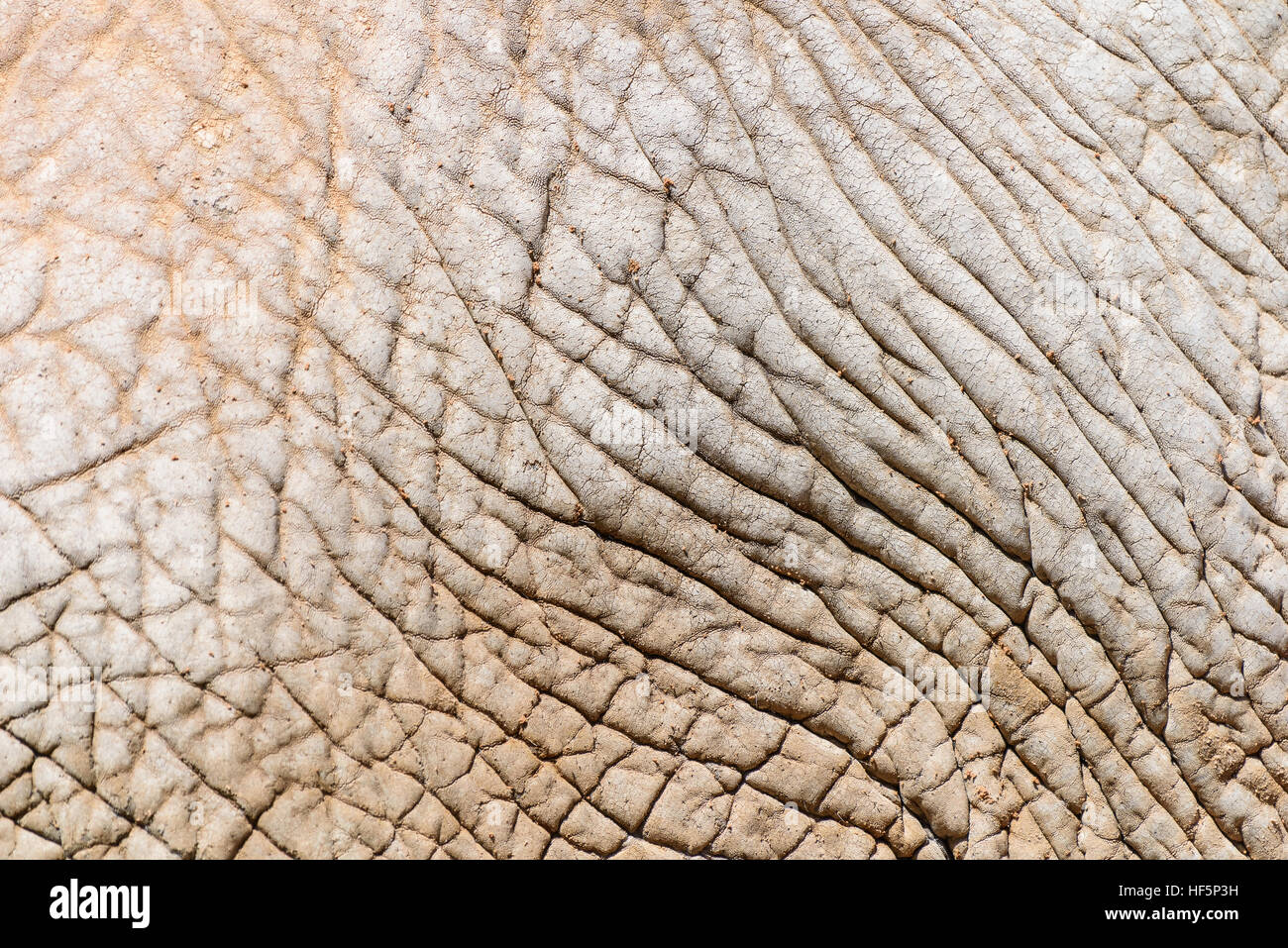 Elefanten Haut abstrakte Textur Hintergrund Stockfoto