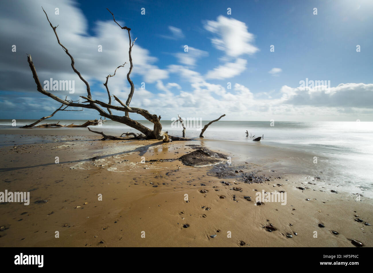 Ein paar Bäume in den Sand am Southwold, Suffolk Stockfoto