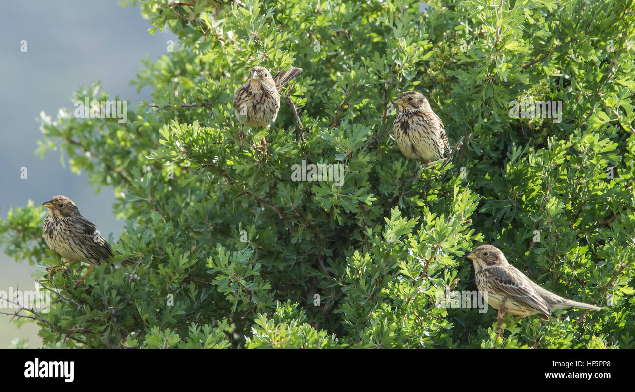 Mais Ammern Emberiza calandra Stockfoto