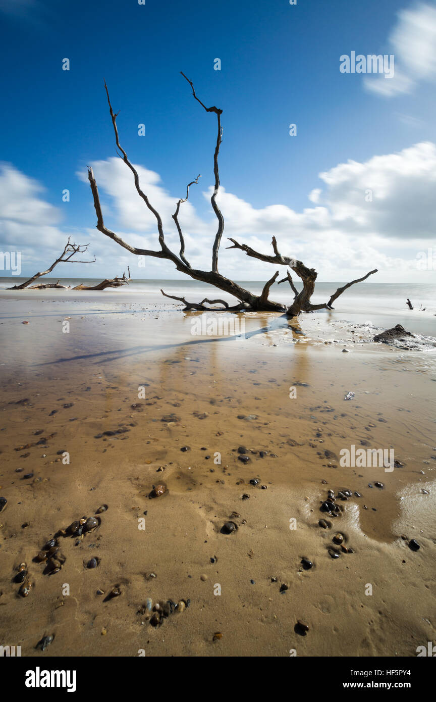 Einige Bäume in den Sand versenkt Stockfoto