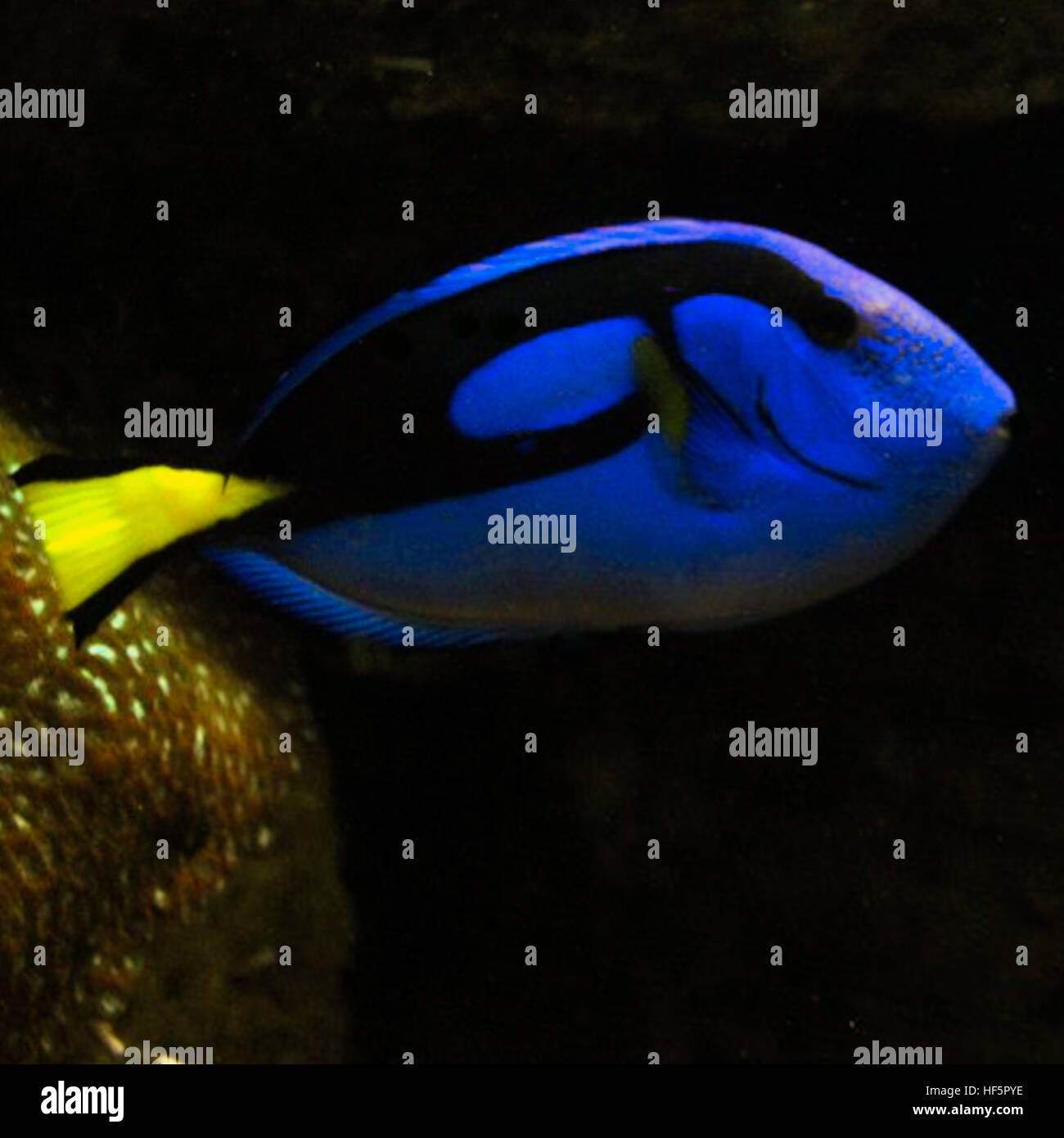 Beta Fische Stockfoto