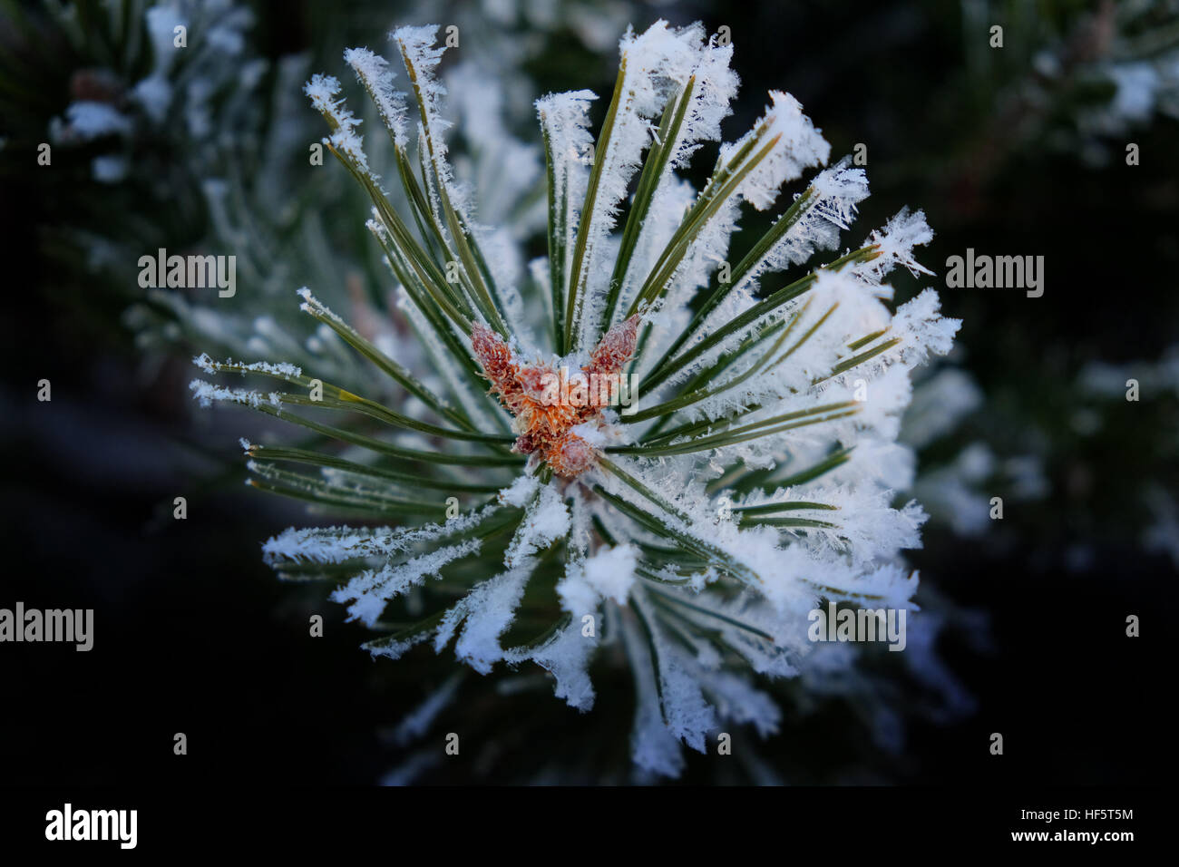 Kiefer-Zweige und Nadeln mit Schnee Flocken Frost gefrorenen Einfrieren branch Stockfoto