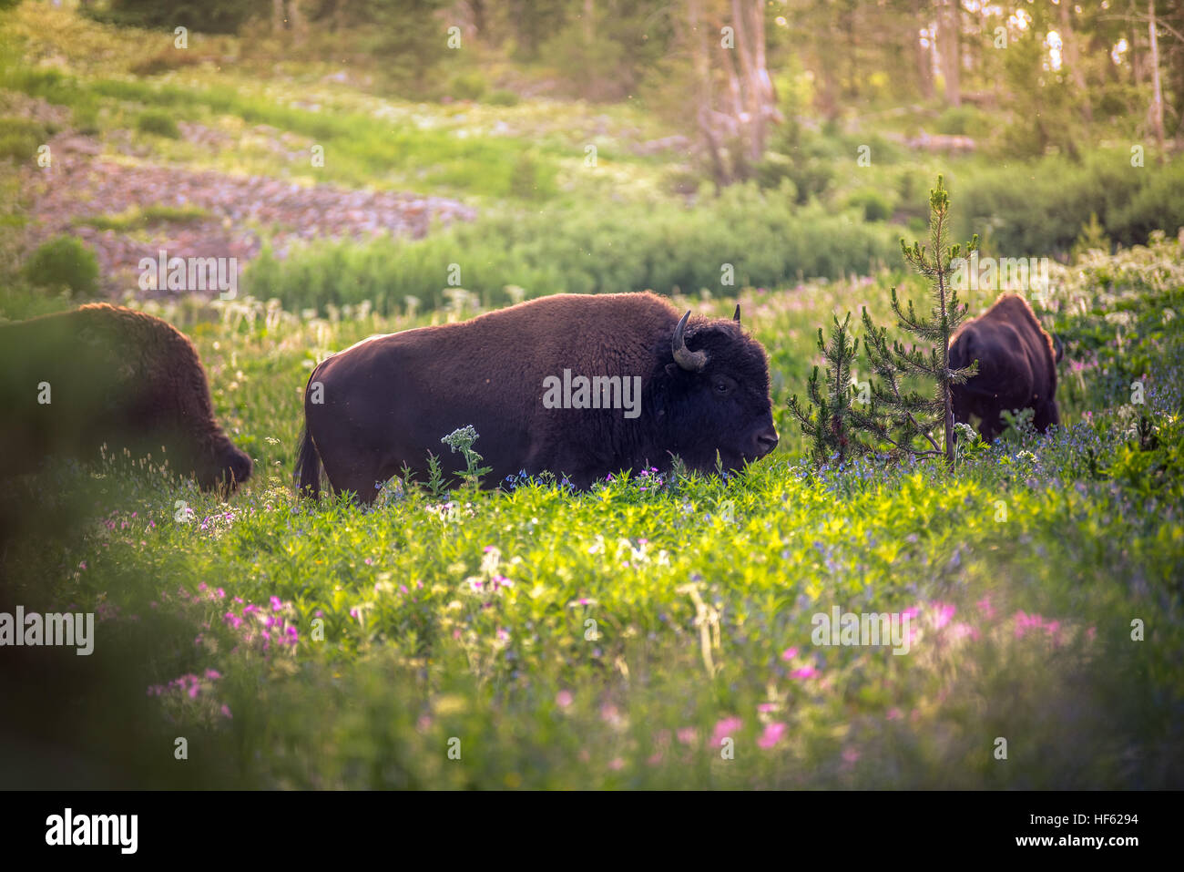 Bison in einem Feld von Wildblumen. Stockfoto