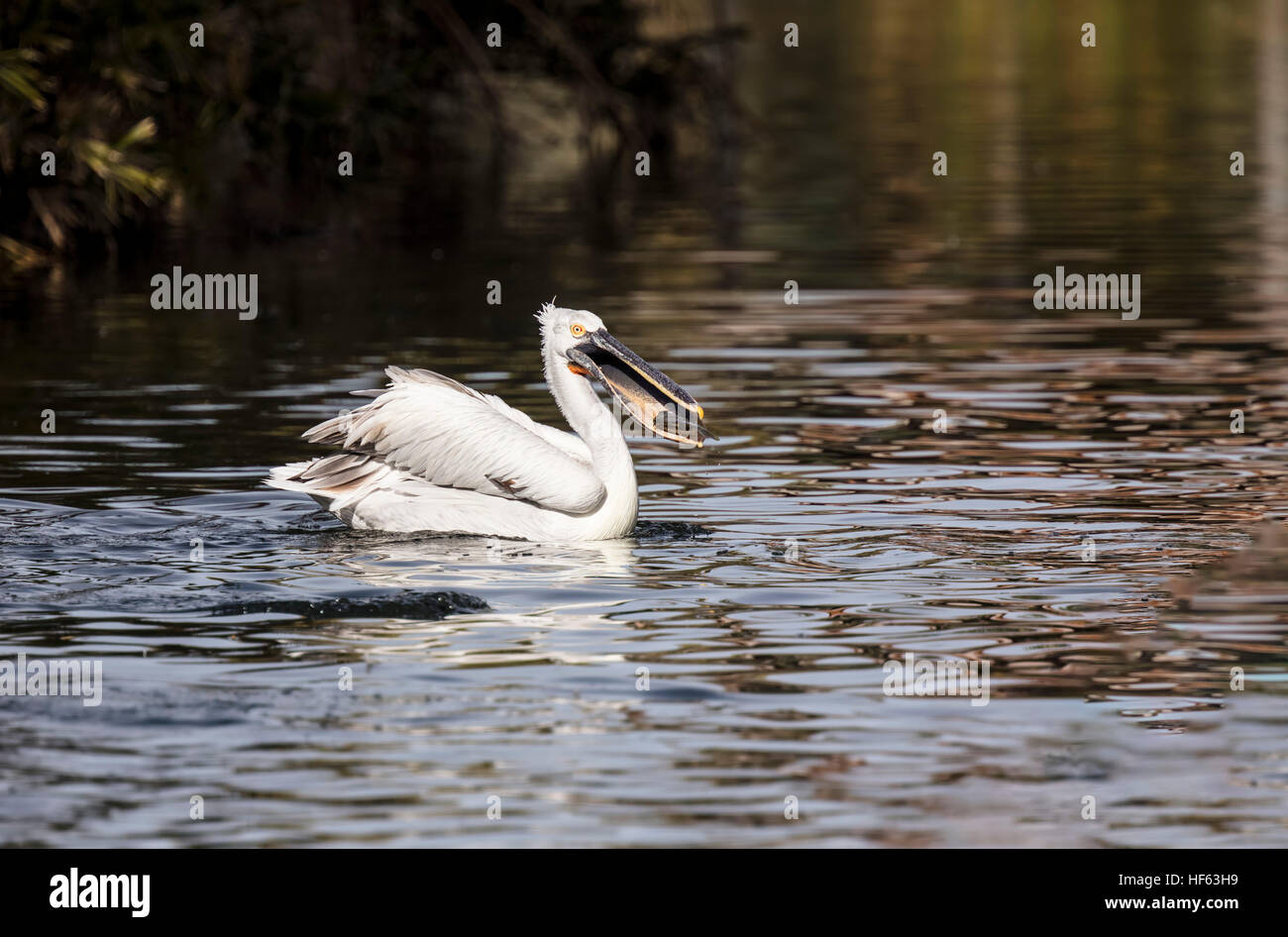 American White Pelican, Schwimmen und Angeln und führt die Schildkröten auf Turtle island Stockfoto