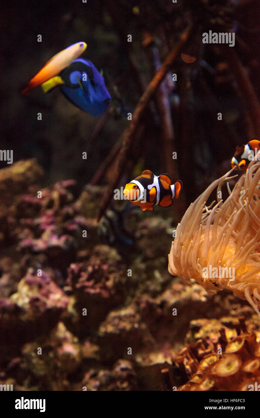 Clownfish Amphiprioninae und royal blue Tang Paracanthurus Hepatus in der Nähe einer Host-anemone Stockfoto