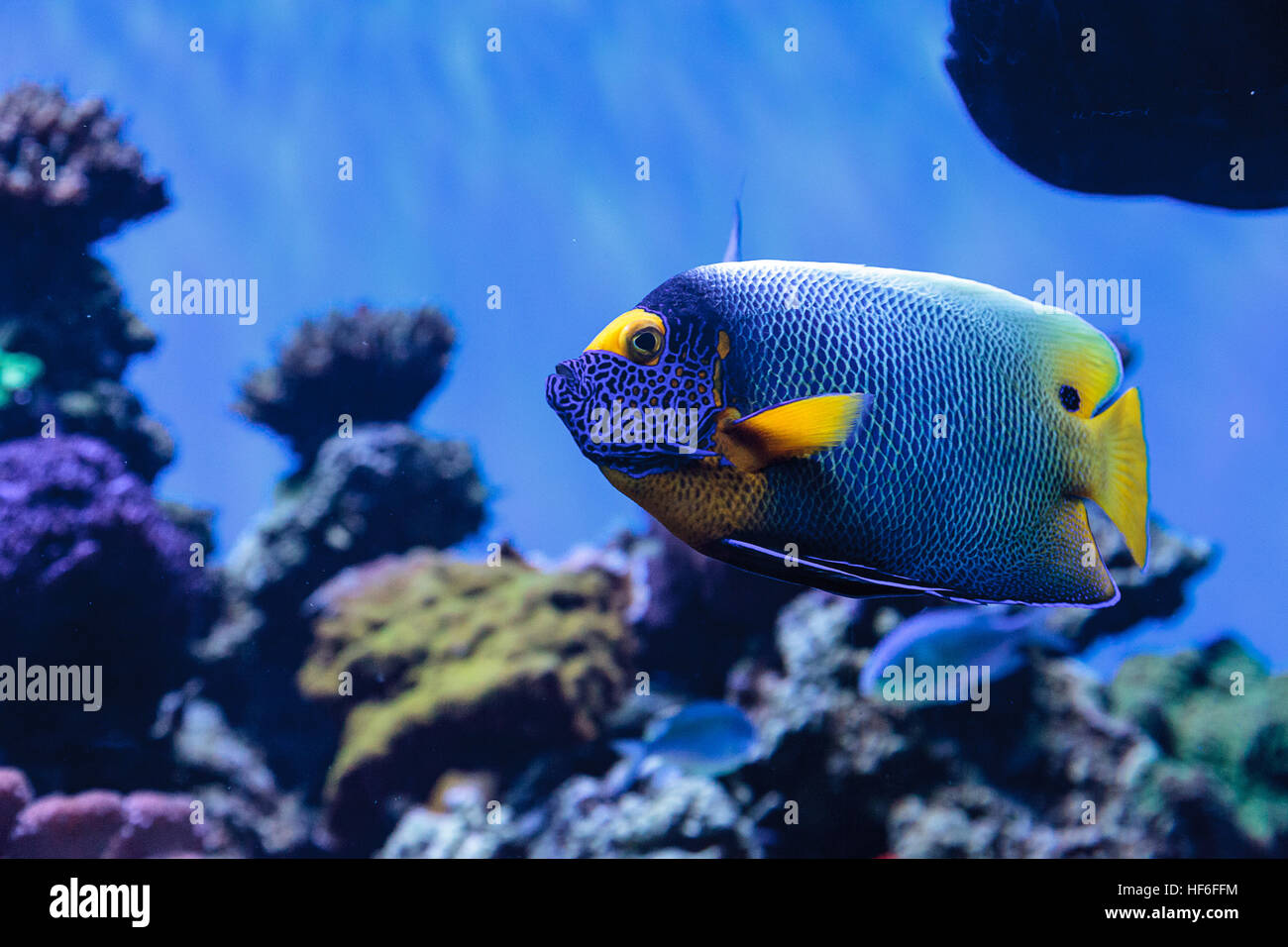 Blaue konfrontiert Kaiserfisch-Pomacanthus Xanthometopon in einem Korallenriff. Stockfoto