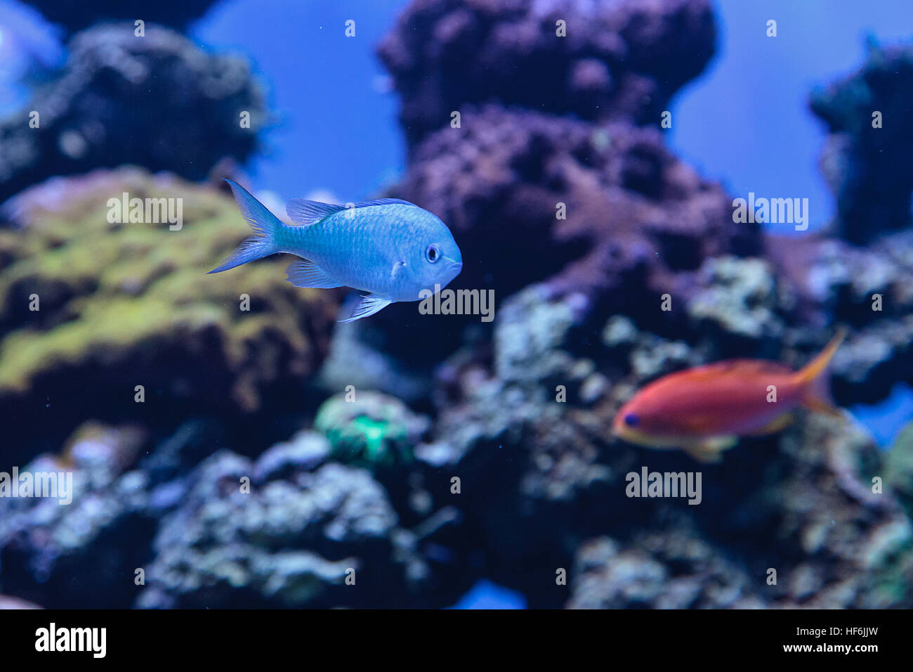 Blau grün Chomis Fisch, Chromis Viridis, hat eine helle grüne Farbe und findet sich auf dem Riff Stockfoto