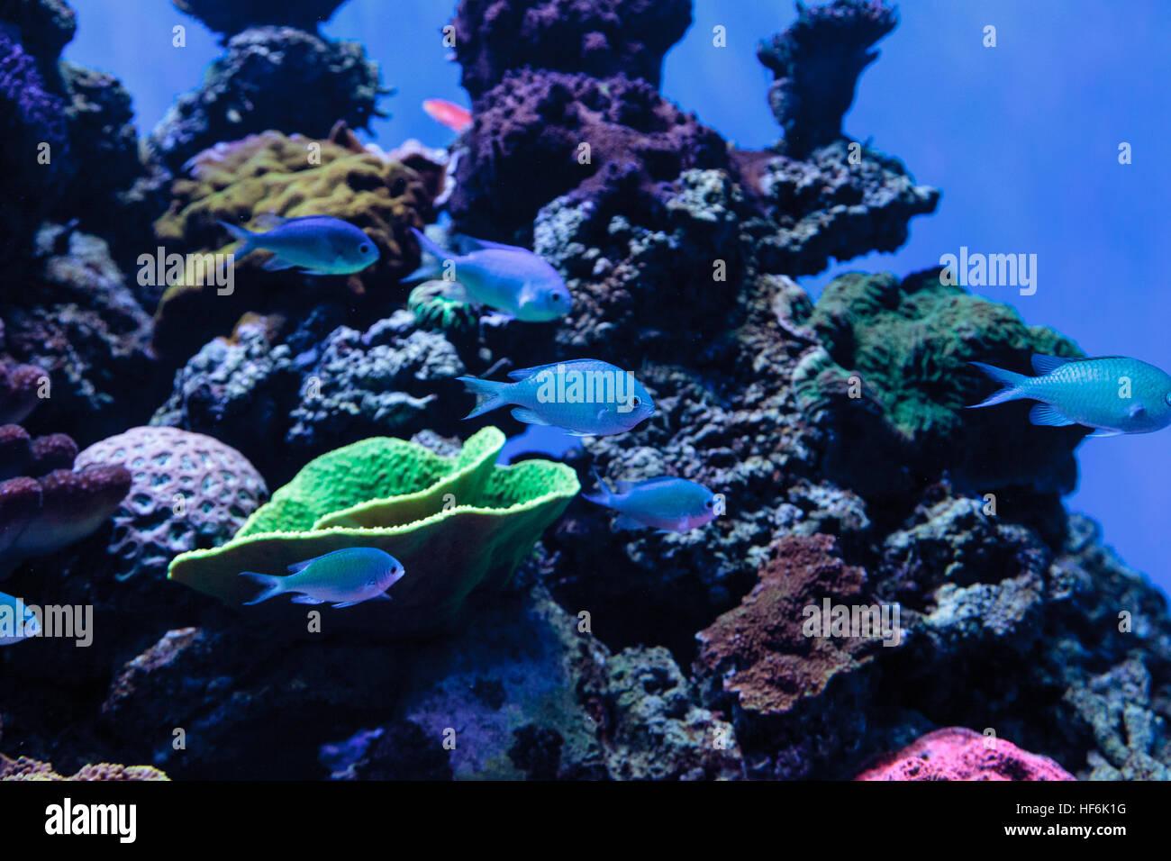 Blau grün Chomis Fisch, Chromis Viridis, hat eine helle grüne Farbe und findet sich auf dem Riff Stockfoto