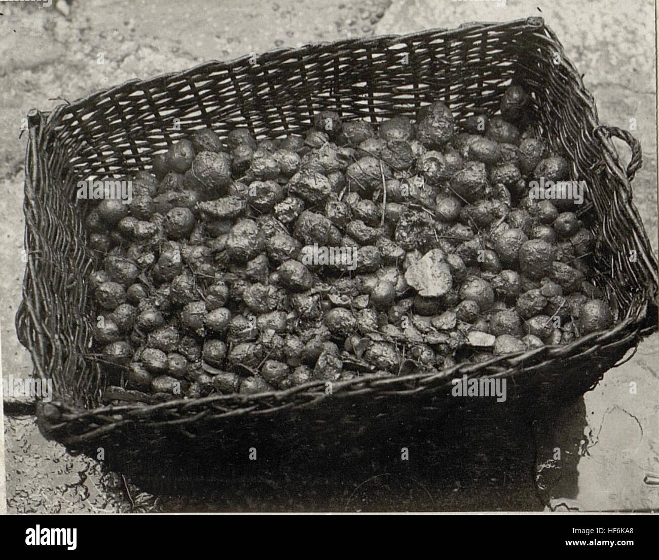 Gefaulte Kartoffeln Beim 11. Armeekommando Trient 15628084) Stockfoto