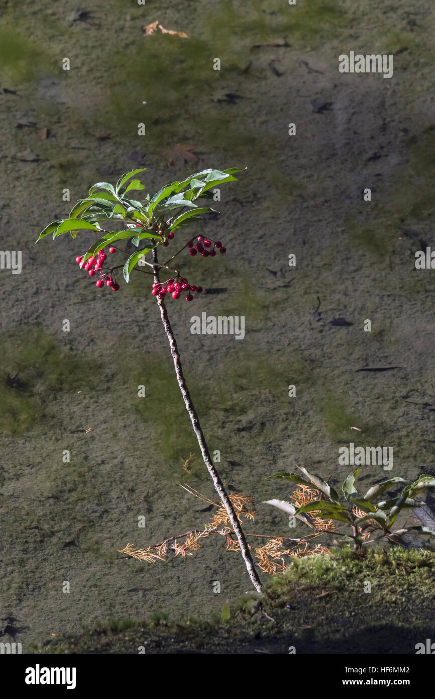 Rote Beeren an einem Teich, Koinsan Saiho-Ji (Takedera, Moos-Tempel), Kyoto, Japan Stockfoto