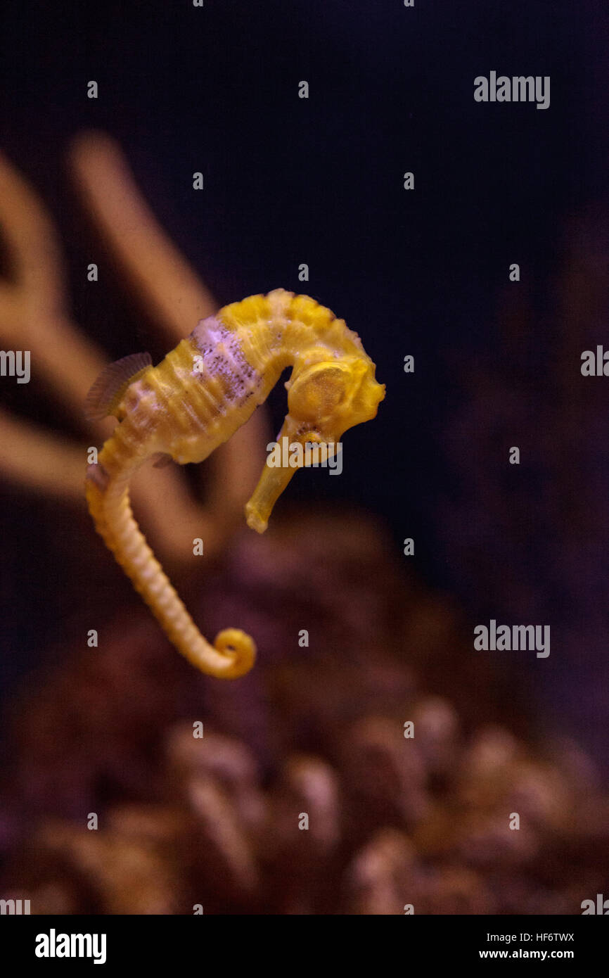 Seepferdchen Hippocampus Erectus klammert sich an einen Strang von Algen gefüttert. Stockfoto