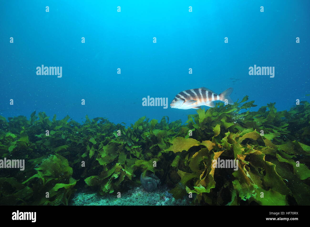 Roten Moki im klaren blauen Wasser oben Kelpwald Stockfoto