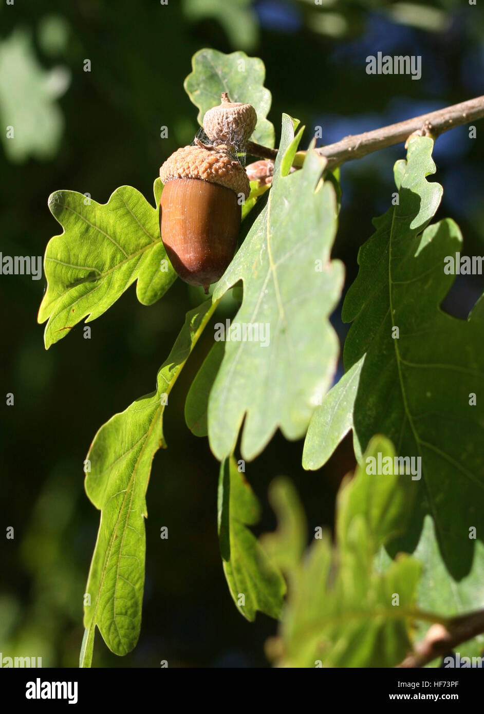 Natur-Eichel auf dem Baum Stockfoto