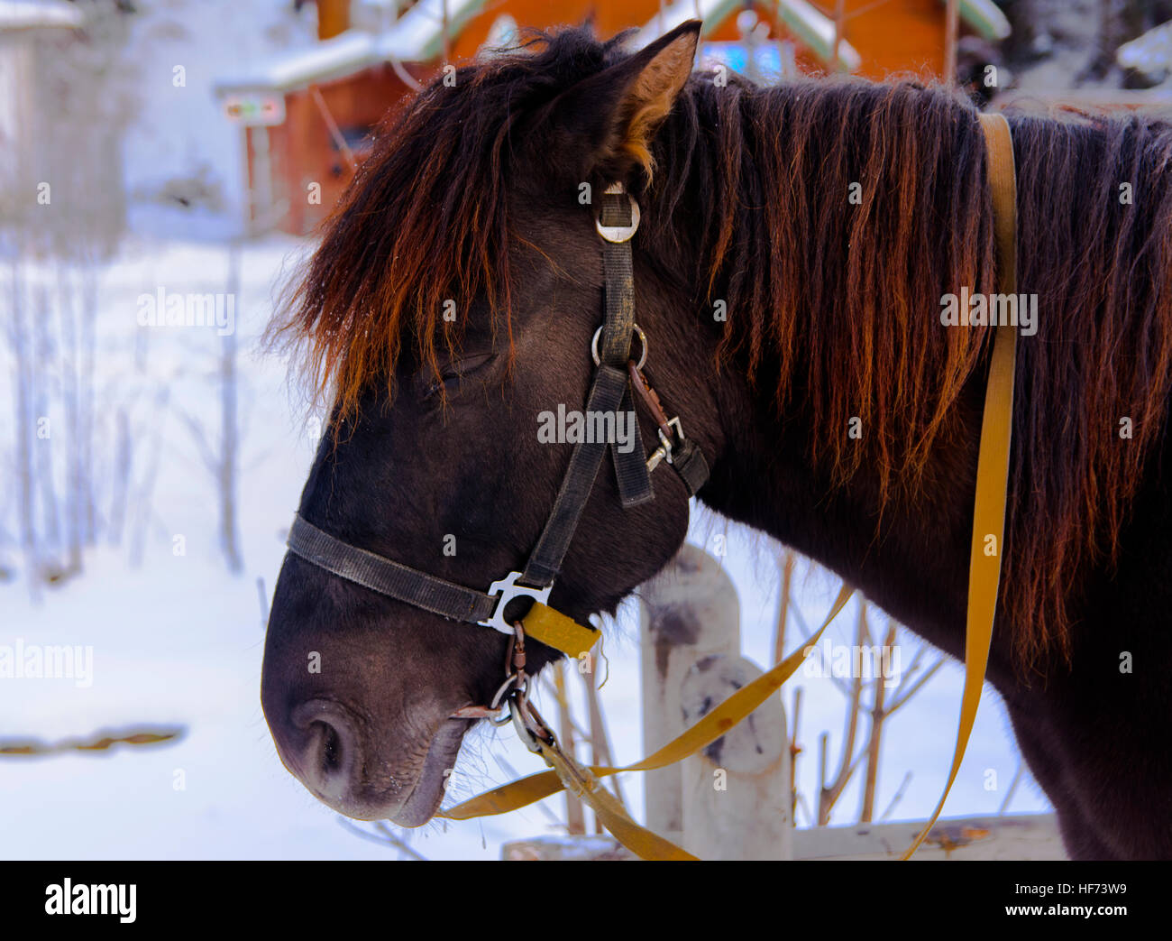 Das Pferd auf der Messe in der Westukraine im winter Stockfoto