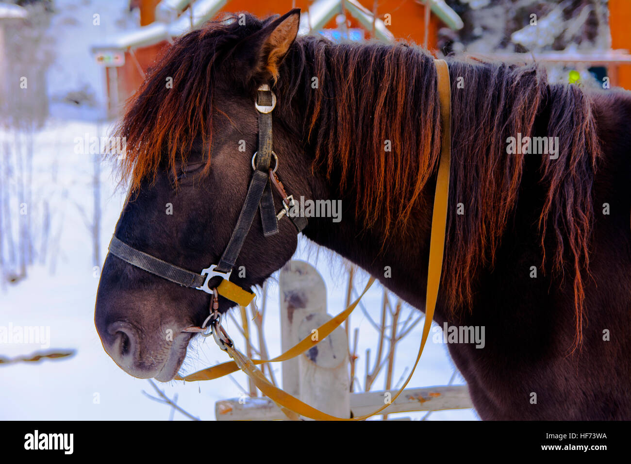 Das Pferd auf der Messe in der Westukraine im winter Stockfoto