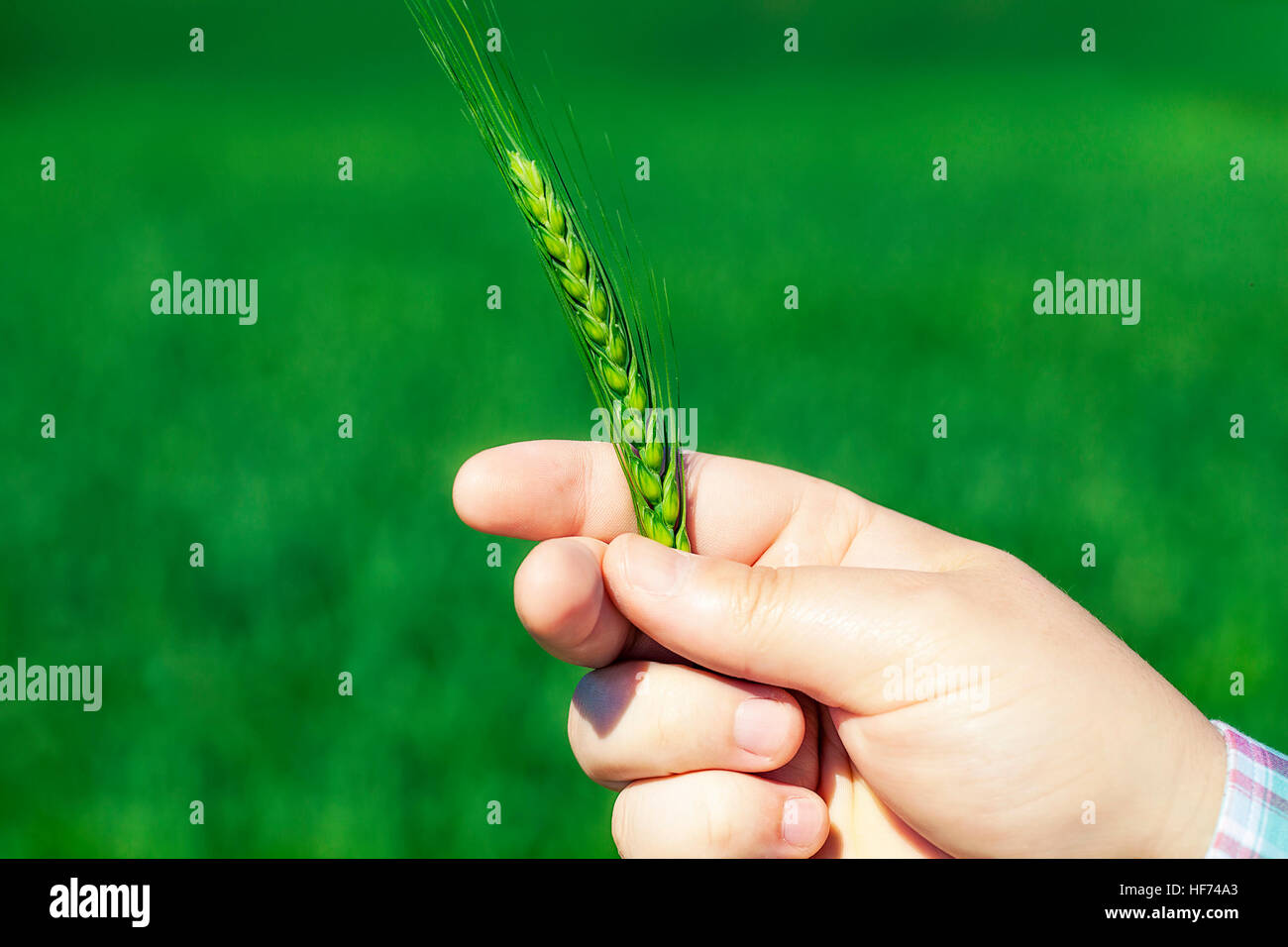 Hand mit Getreide Ohren Stockfoto