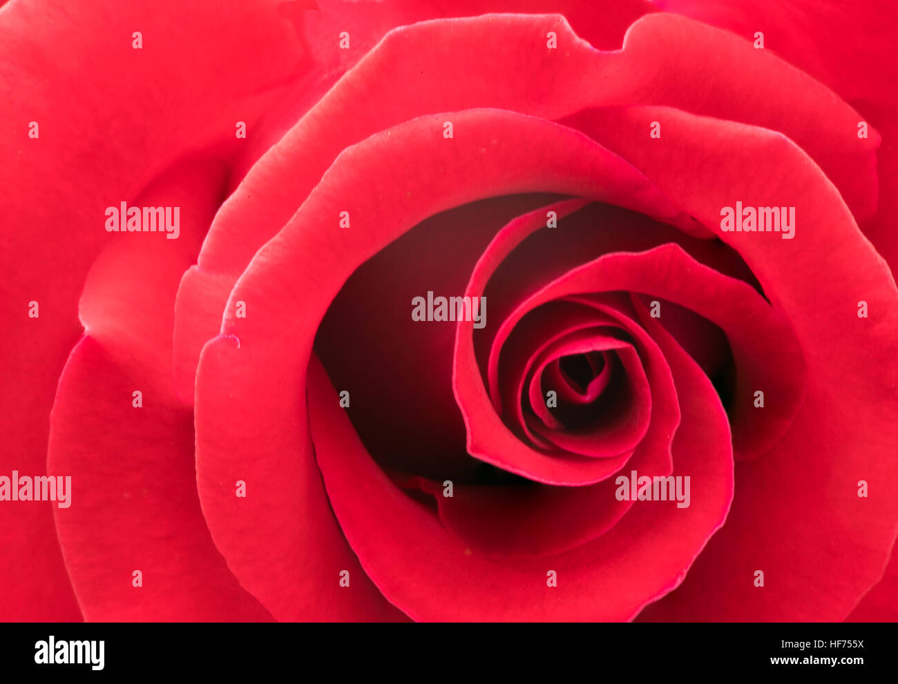 Nahaufnahme einer schönen frische rote rose Blume Stockfoto