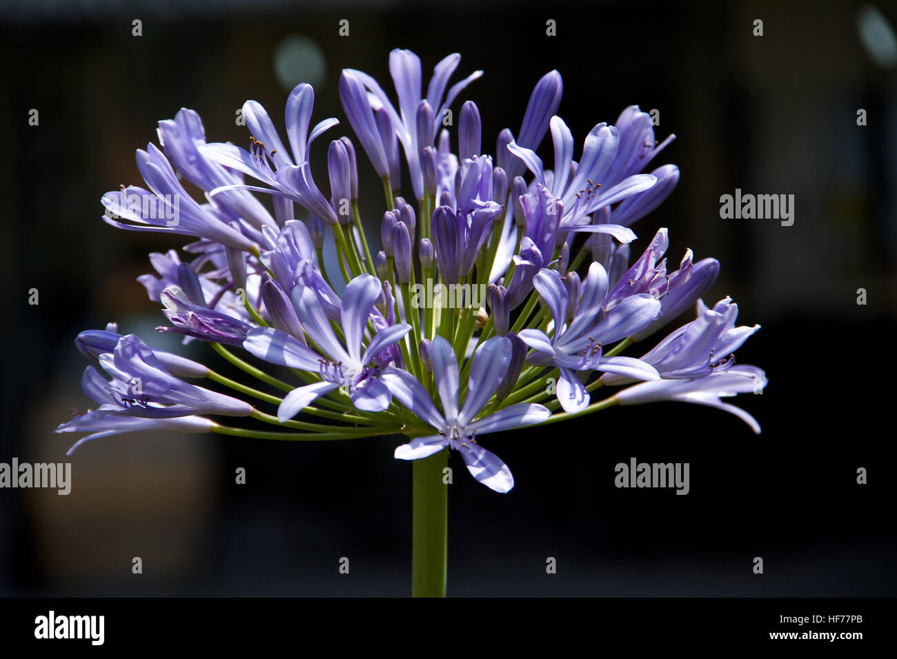 Schmucklilie (Agapanthus Africanus) Stockfoto