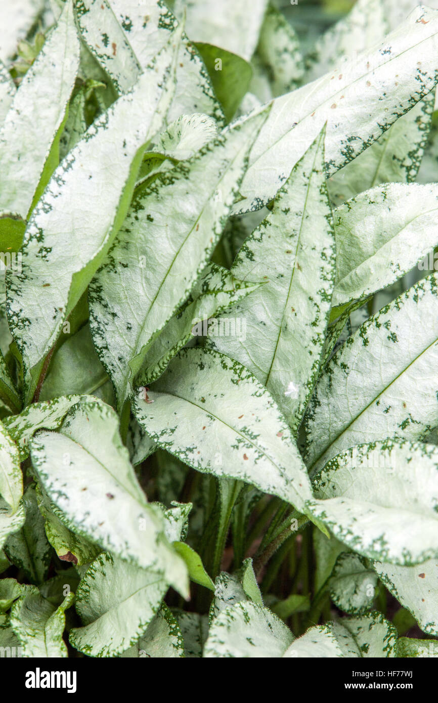 Langblatt-Lungkrautblatt Pulmonaria „Diana Clare“ silberne dekorative Blätter Stockfoto