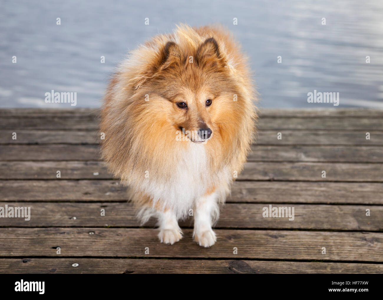 Shetland Sheepdog sieht zu seinem Besitzer Stockfoto