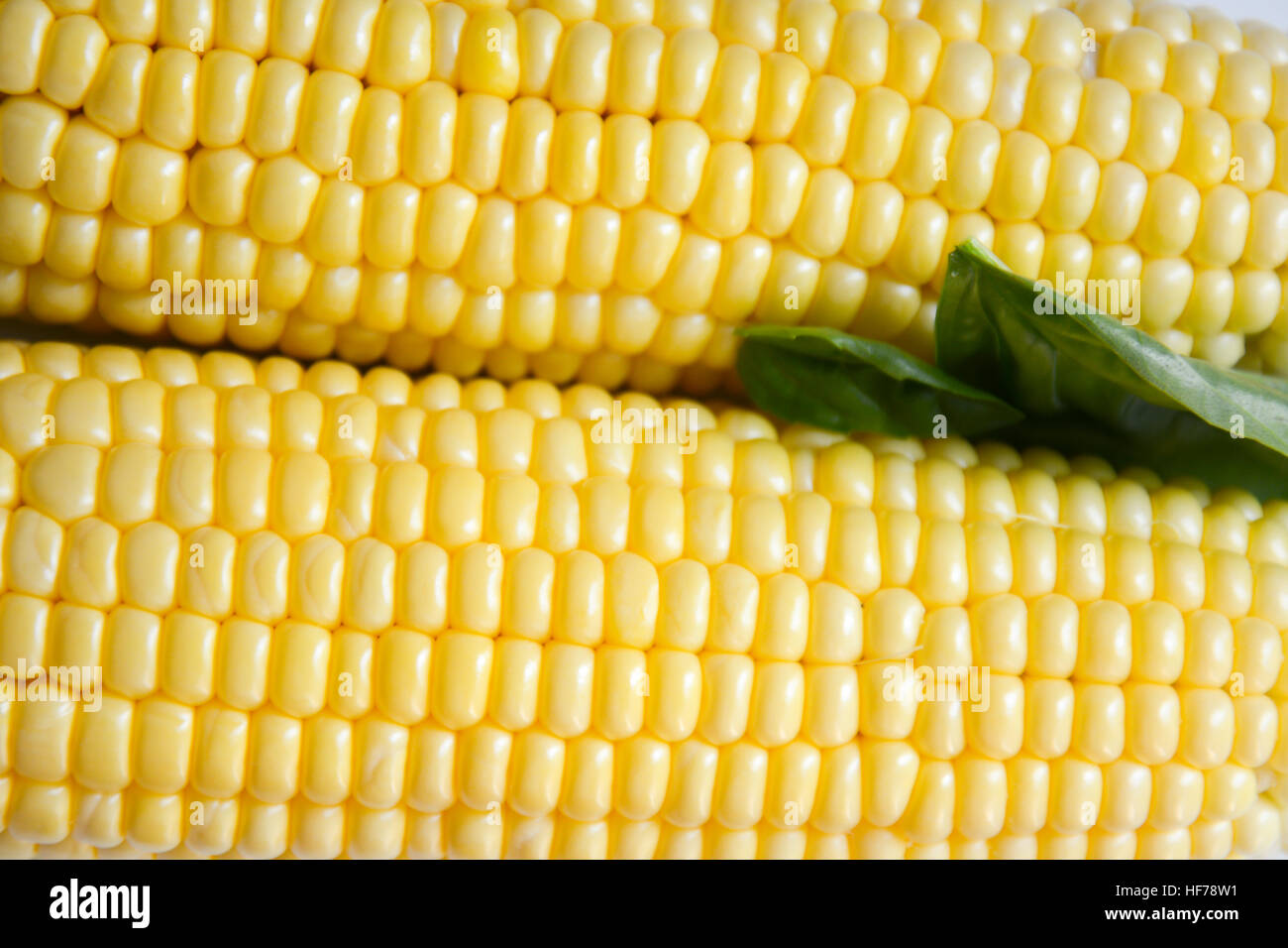 Frischer Mais Getreide Detail und close-up Stockfoto