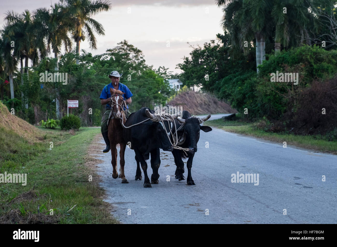 Mann auf dem Pferd fährt zwei Ochsen entlang einer Landstraße in der Nähe von Las Terrazas, Kuba Stockfoto