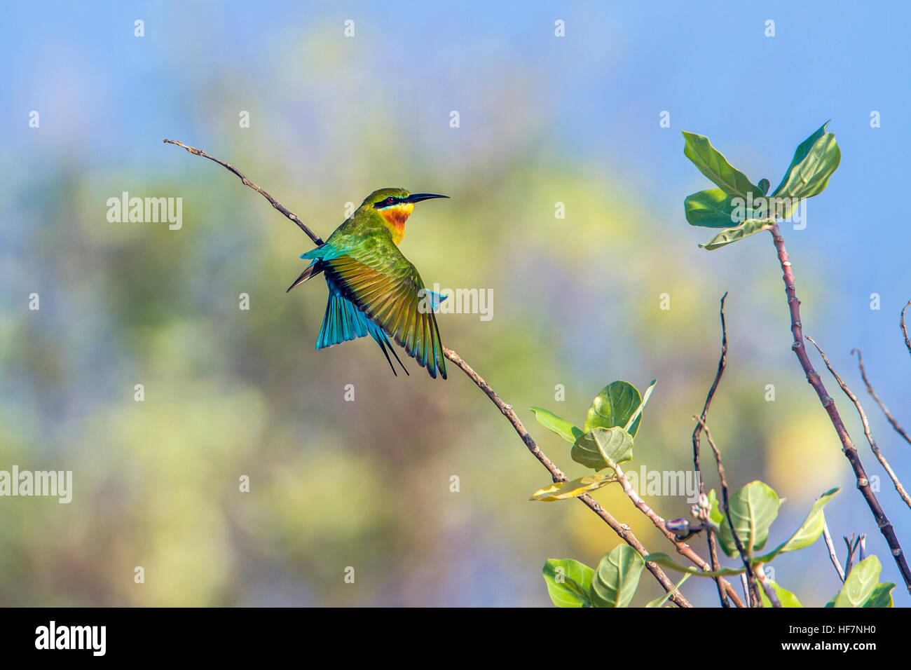 Blau-tailed Biene-Esser in Kalpitiya Lagune, Sri Lanka; Specie Merops Philippinus Familie meropidae Stockfoto