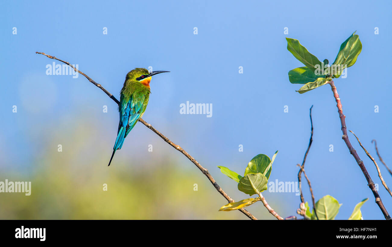 Blau-tailed Biene-Esser in Kalpitiya Lagune, Sri Lanka; Specie Merops Philippinus Familie meropidae Stockfoto
