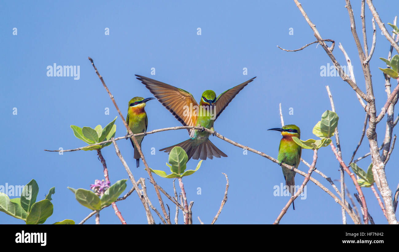 Blau-tailed Biene-Esser in Kalpitiya Lagune, Sri Lanka; Specie Merops Philippinus Familie meropidae Stockfoto