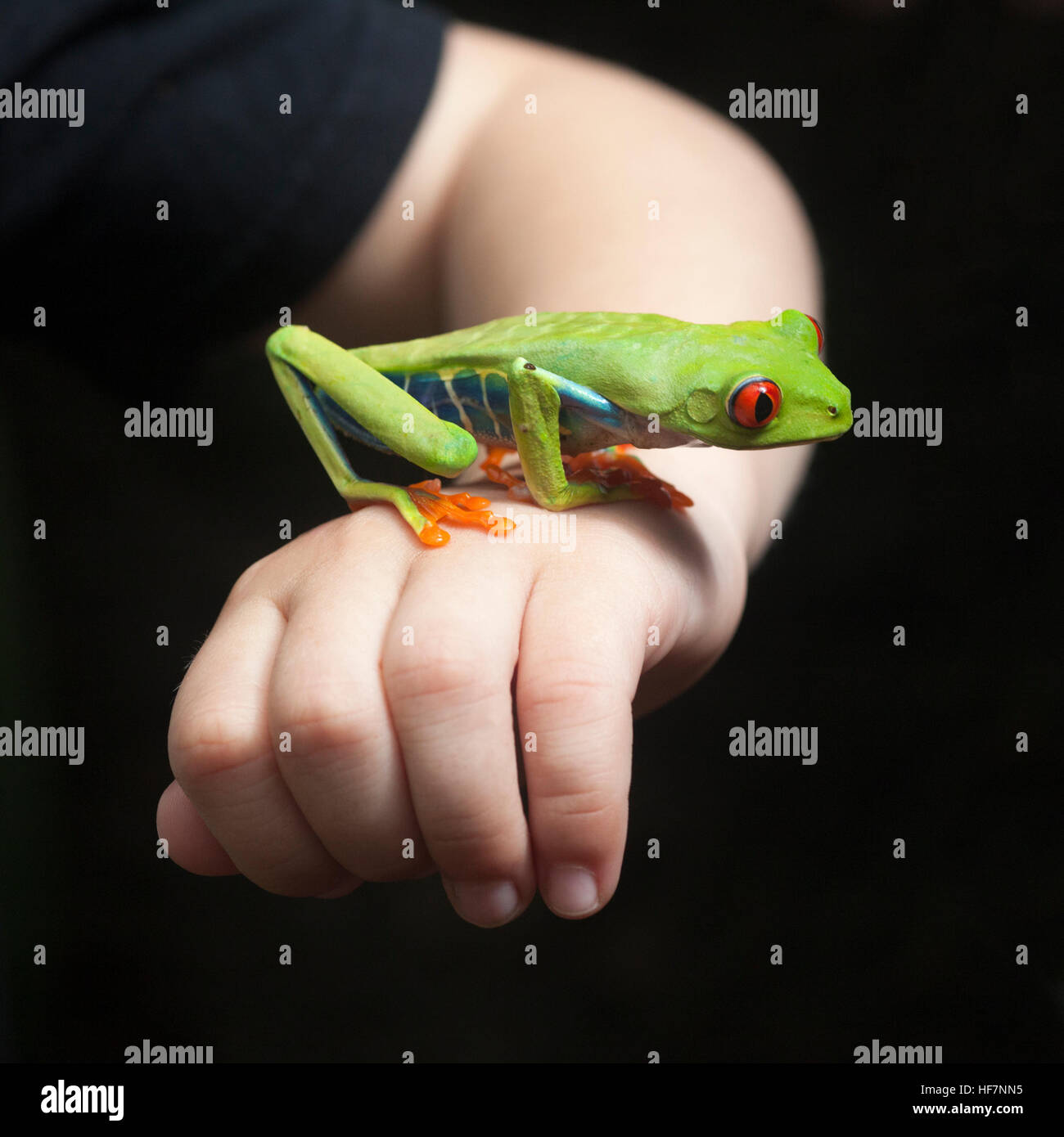 Rotäugiger Baumfrosch (Agalychnis callidyas) auf der Hand des Jungen Stockfoto