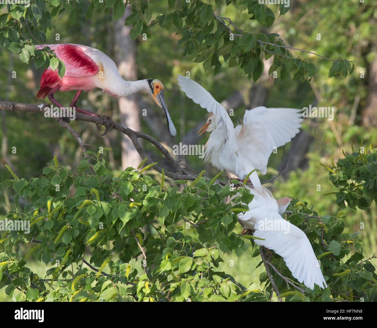 Territorialer Streit zwischen Roseate-Löffler (Platalea ajaja) und Rinderreihern (Bubulcus ibis) in der Saatkrähenkolonie Stockfoto