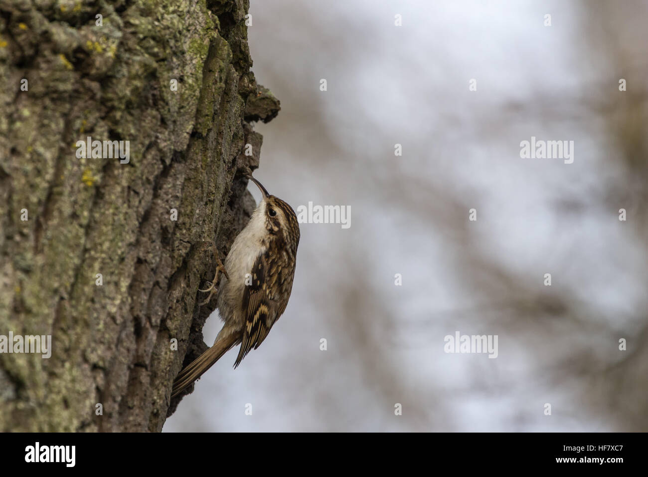 Tree Creeper (Certhia Familiaris) thront auf Baumstamm Stockfoto