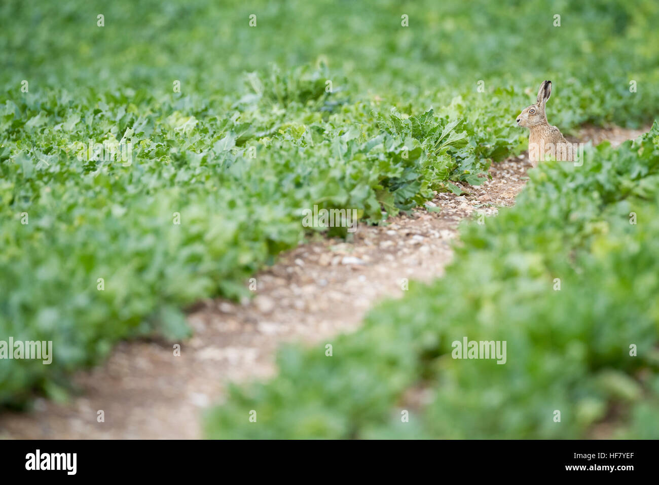 Feldhase (Lepus Europaeus) im Feld sitzen. Norfolk. England. VEREINIGTES KÖNIGREICH. Stockfoto